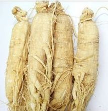 为什么人工种植的人参不如野生人参有营养