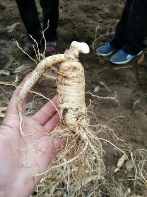 我和妈妈正在挖自家西洋参