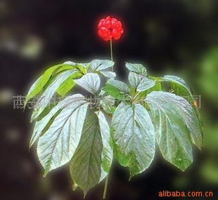 农业