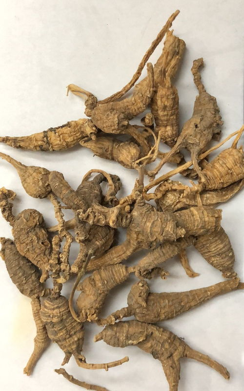 西洋参科普系列 西洋参 商品规格 一