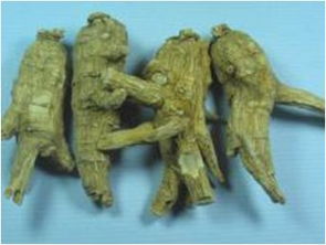 人参 西洋参 三七......这些中药终于知道怎么分辨了
