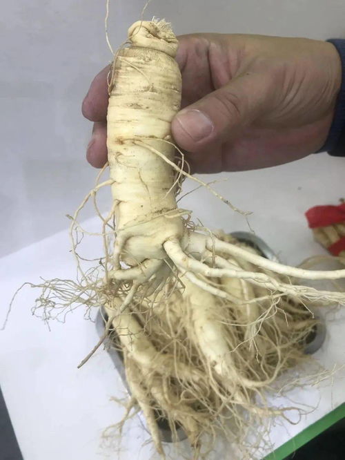 来森工展区寻好药 关注我不迷路