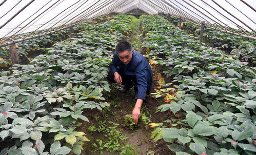 陕西留坝 西洋参铺筑山区增收路