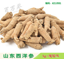 【山东 西洋参】山东 西洋参价格/图片_山东 西洋参批发/采购_山东 西洋参厂家/供应商
