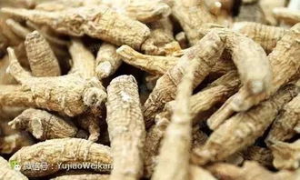 西洋参茶每天来上一杯,补气补血,脸上红润,气色超好