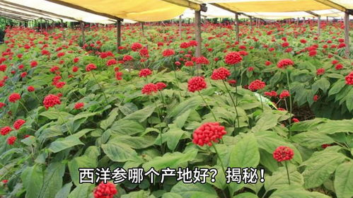 西洋参哪个产地好 揭秘 西洋参的黄金产地,你真的选对了吗