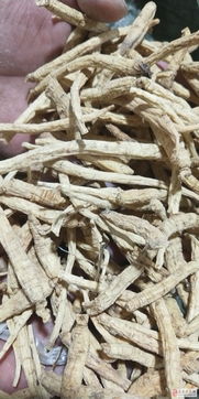 西洋参下脚料 打粉专用西洋参腿