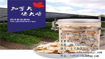 西洋参,西洋参功效,安可森国际贸易 优质商家
