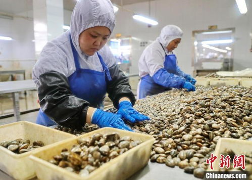 河北秦皇岛 海产品生产出口忙