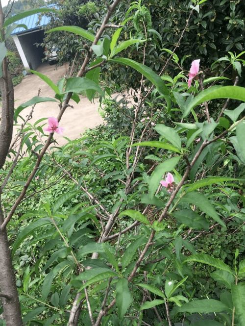 今年的这个季节,很适合吃点西洋参