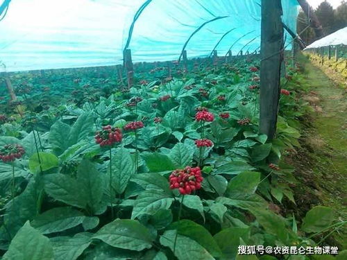 西洋参追肥用什么肥料好 用什么肥料好 西洋参用什么肥能增产增收