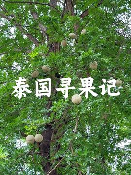 这些参你们都认识吗 农产品 中药材 西洋参 人参 滋补佳品