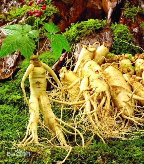 西洋参植物图片