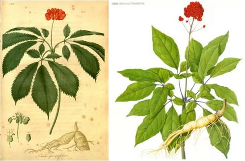西洋参五花八门如何找到好参