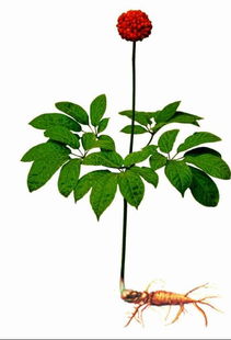 西洋参植物图片与特征详解