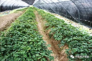 中国长寿之乡养生名优产品 御龙旗西洋参的健康价值