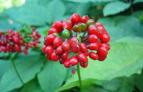 西洋参的栽培管理 植物特性与追肥技巧