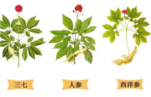 西洋参与人参、三七参 核心区别与功效解析